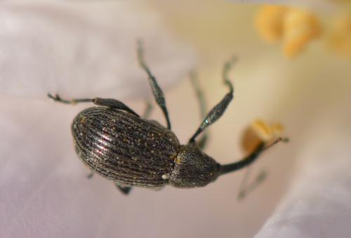 Réf. 215 485 : Anthonomus rubi